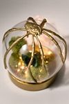 Spider Cloche Terrarium