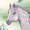 Grey Horse