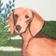 Dachshund