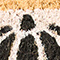 Black & White Pattern