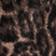 Dark Leopard