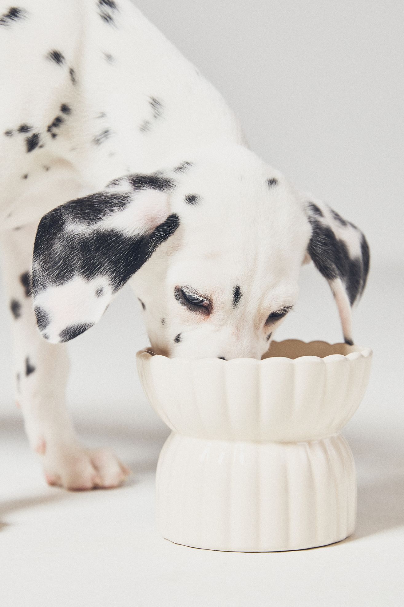 Fringe Studio White Raised Pet Feeder - White, Standard, L