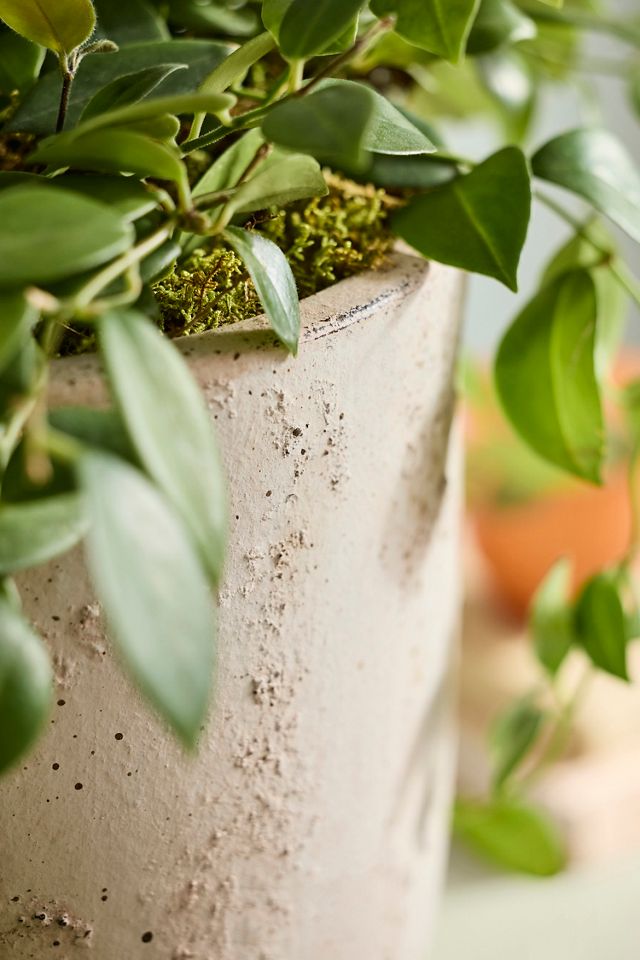 Grover Footed Terracotta Urn Planter #2
