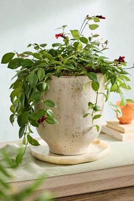 Grover Footed Terracotta Urn Planter