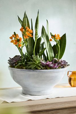 Double Border Terracotta Bowl Planter