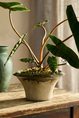 Natalia Terracotta Planter