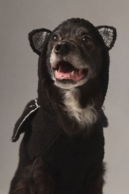 By Anthropologie Wool Halloween Pet Sweaters