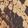 Brown Pattern