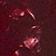 Red Tort
