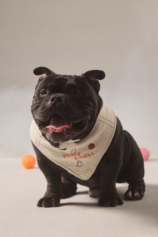 The Deluxe Pup Halloween Knit Pet Bandana #1