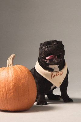 The Deluxe Pup Halloween Knit Pet Bandana product page