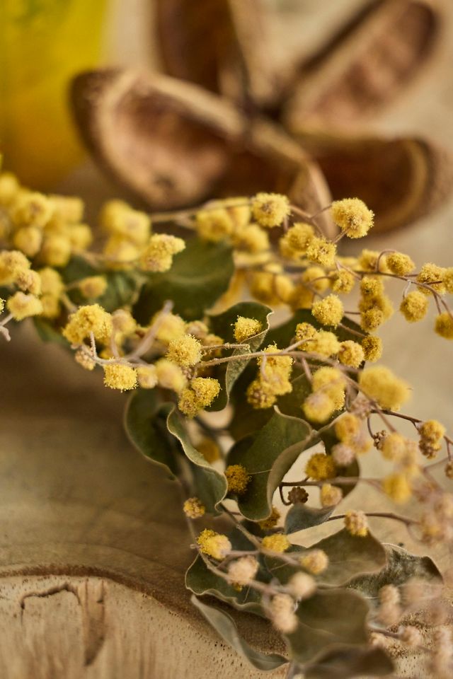 Preserved Mimosa Bunch #1