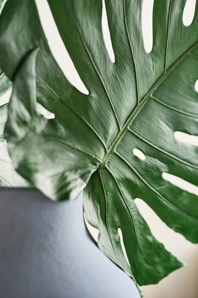 Preserved Monstera Leaves, Set of 2 Large | Terrain
