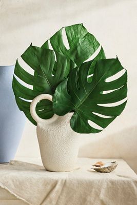 Terrain Preserved Monstera Leaves, Set Of 2 Small