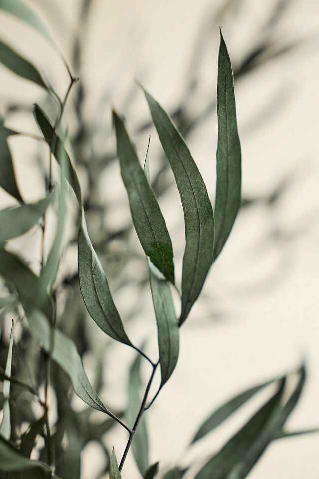 Preserved Eucalyptus Nicoly Bunch #1