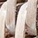 Whitewash