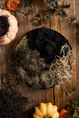 Spooky Preserved Moss Collection