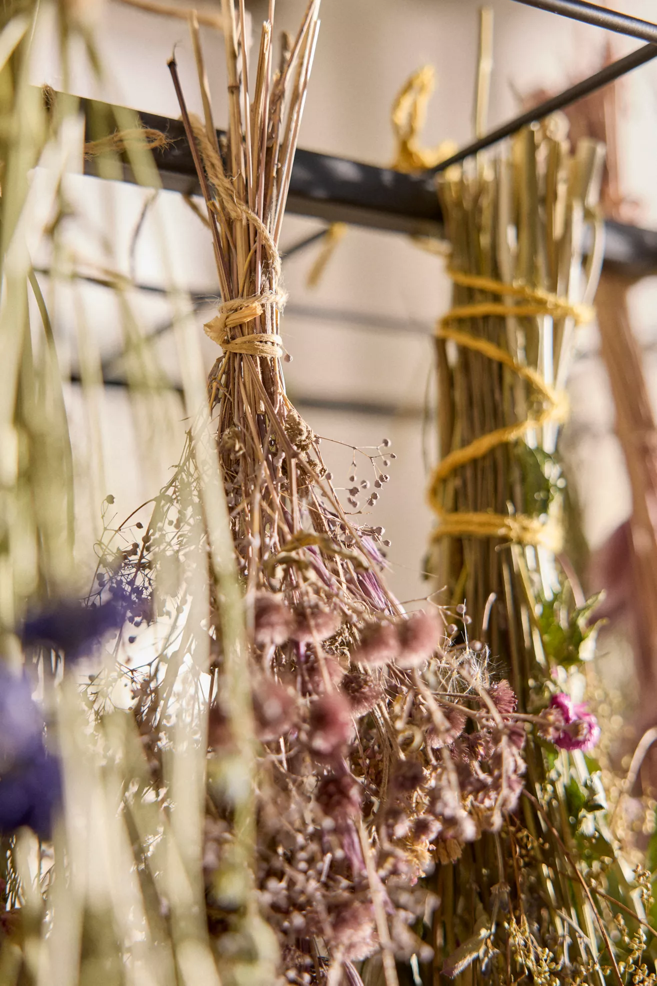 Bundles of dried stems tied with string hang from a wooden bar