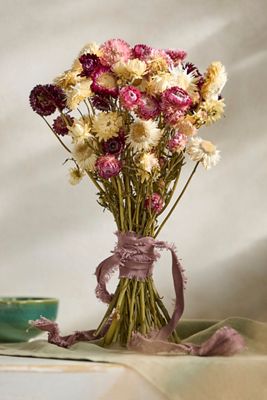Preserved Strawflower Bunch
