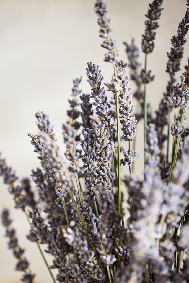 Dried French Lavender Bunch #1