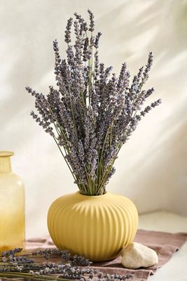 Dried French Lavender Bunch
