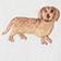 Dachshund