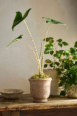 Rolled Rim Terracotta Urn Planter