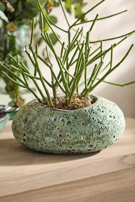 Barnacle Boulder Pot