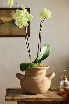 Amphora Jar Terracotta Planter