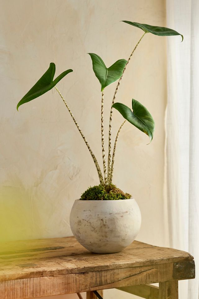 White Terracotta Globe Planter #2