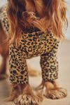 FURB Ozzie Leopard Denim Pet Jacket
