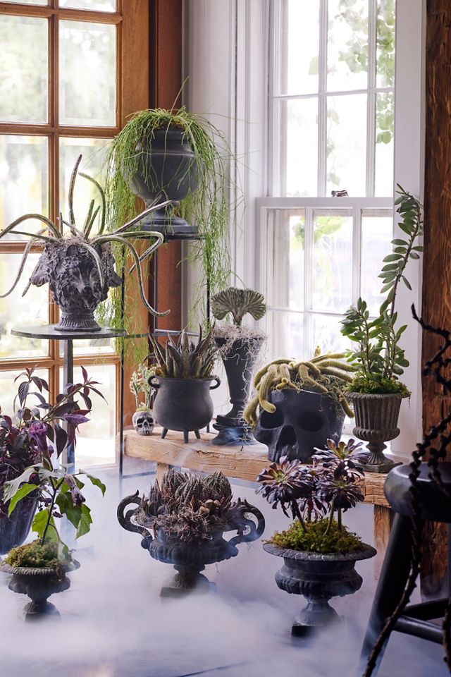 Cast Iron Lupus Urn Planter #3