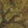 Moss