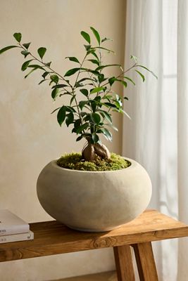 Low Shoulder Terracotta Planter