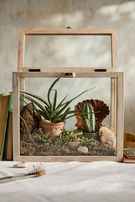 Terrarium Display Box