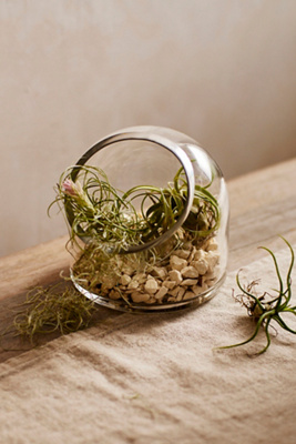 Terrain Dome Open Terrarium