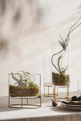 Glass + Gold Stand Terrarium | Terrain