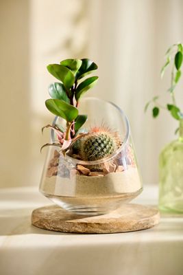 Angled Edge Terrarium