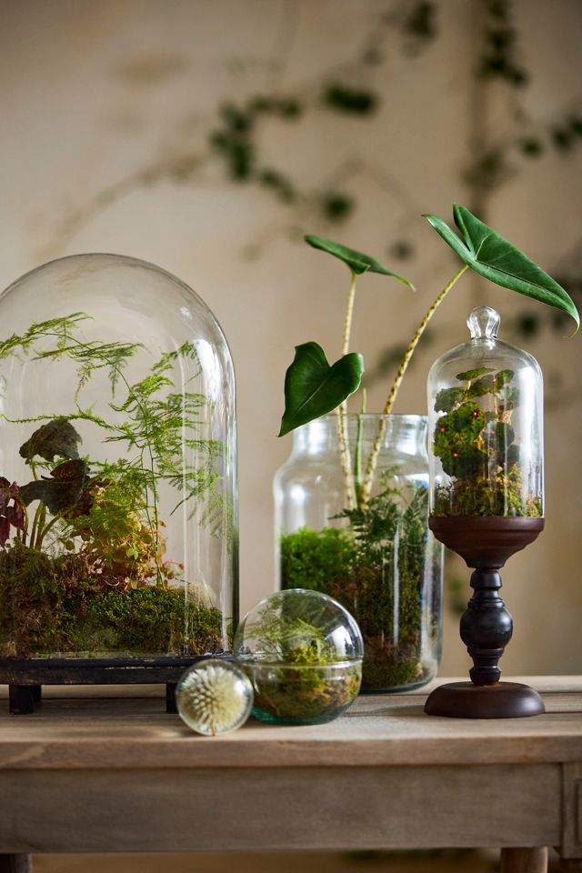 Recycled Glass Jar Terrarium #3