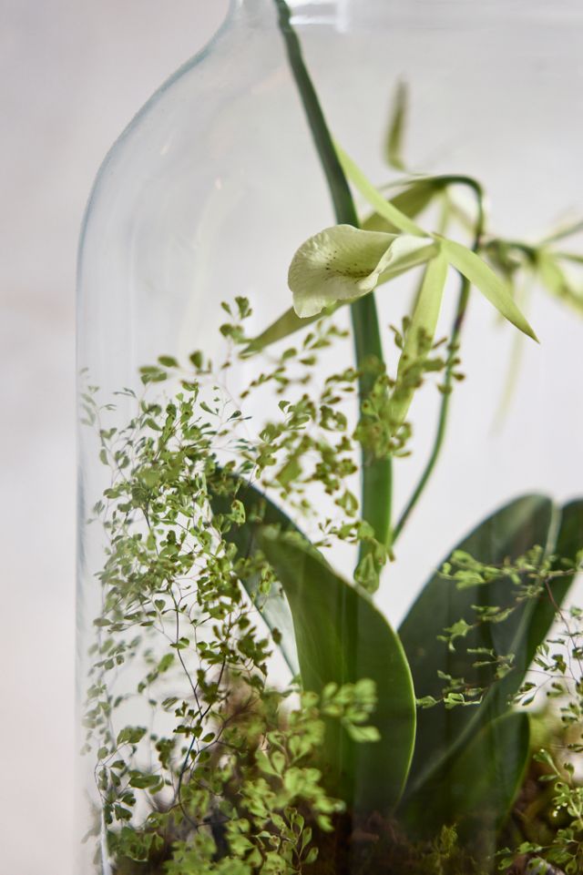 Recycled Glass Jar Terrarium #1