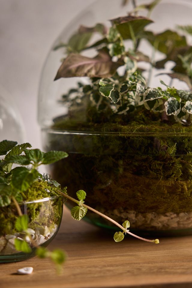Recycled Glass Ball Terrarium #1