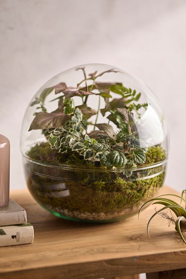 Recycled Glass Ball Terrarium #2