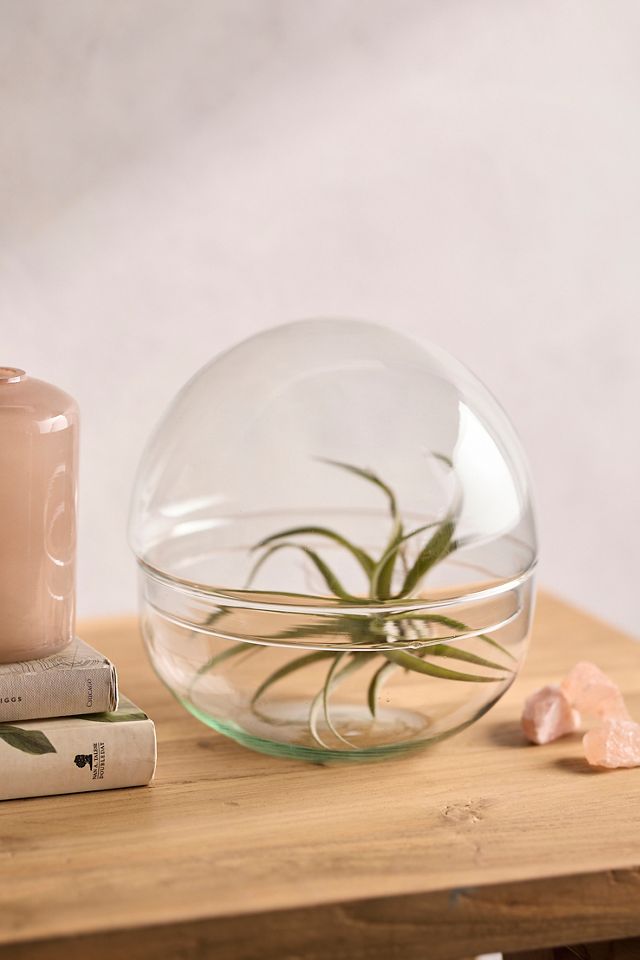 Recycled Glass Ball Terrarium #4