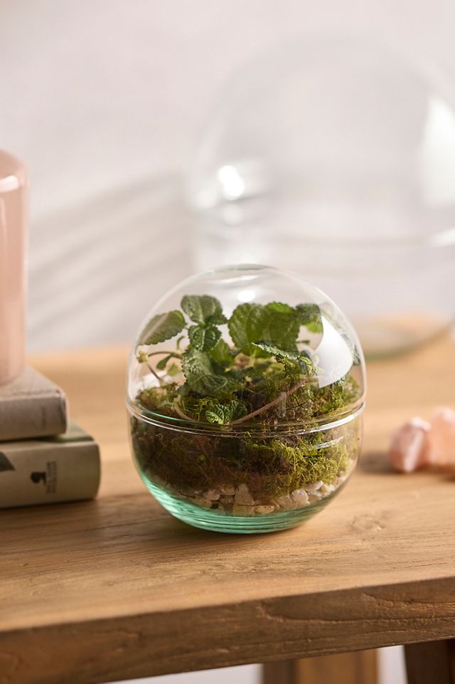 Recycled Glass Ball Terrarium #5