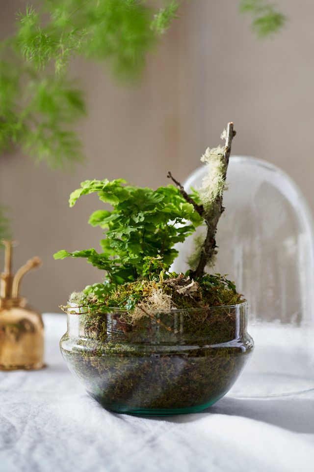 Recycled Glass Oval Terrarium #1