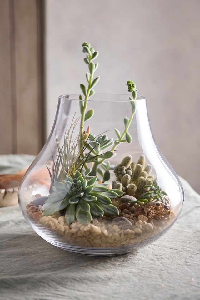 Glass Bell Terrarium #1