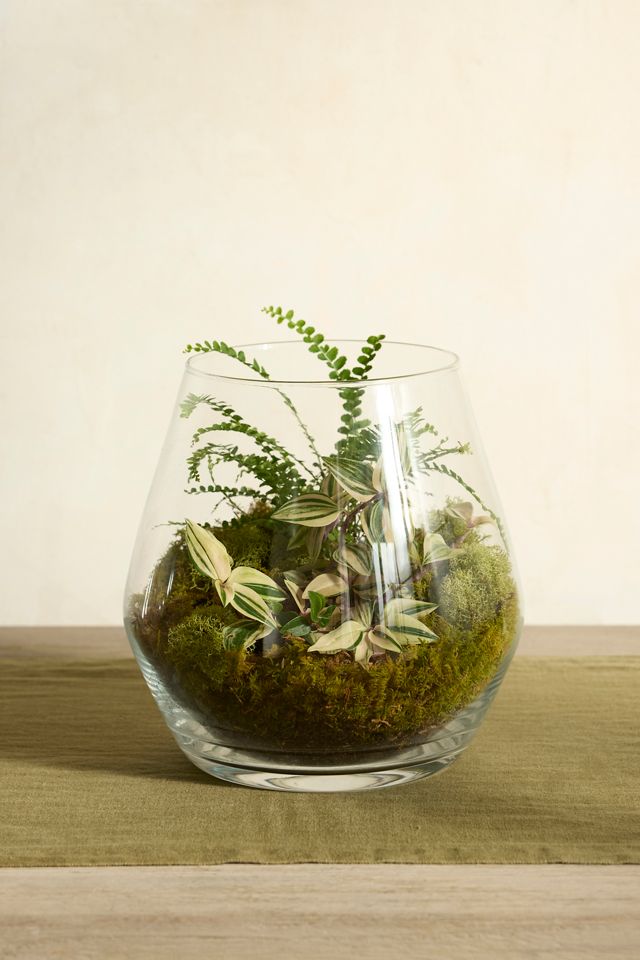 Arja Glass Terrarium #2