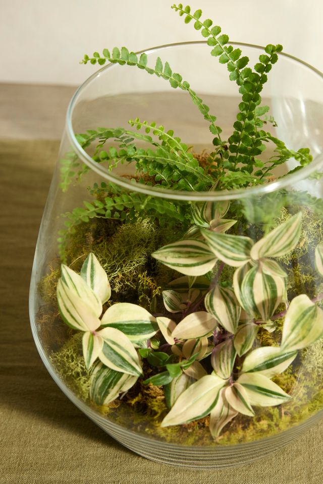 Arja Glass Terrarium #4