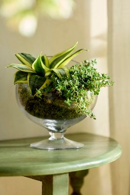 Footed Spotlight Terrarium, Small