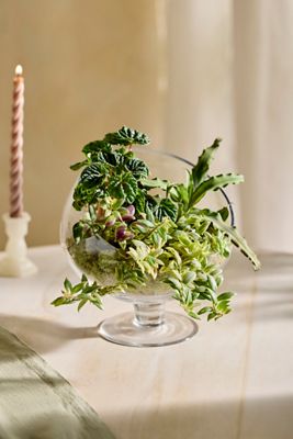 Footed Spotlight Terrarium, Large